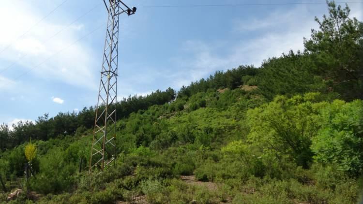 <p>10 yıl &ouml;nce yanan alan, 10 yıl sonra Orman İşletme M&uuml;d&uuml;rl&uuml;ğ&uuml; tarafından serpilen tohumların b&uuml;y&uuml;mesiyle yeniden yeşile b&uuml;r&uuml;nd&uuml;.</p>
