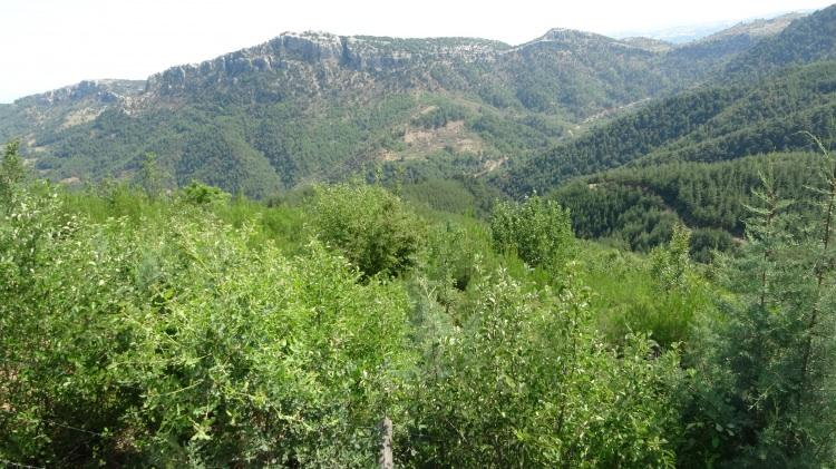 <p>B&ouml;ceklerin, kaplumbağaların, yılanların &ouml;l&uuml;lerini g&ouml;rd&uuml;ğ&uuml;m zaman t&uuml;ylerim diken diken olmuştu, sanki bir savaş anı gibiydi. &Ccedil;ok &uuml;z&uuml;lm&uuml;şt&uuml;m. Şu an ormanı b&ouml;yle g&ouml;r&uuml;nce &ccedil;ok mutlu oluyorum. Aynı kendi bah&ccedil;em gibi, kendi bah&ccedil;emde yetiştirdiğim ağa&ccedil;lar gibi onları g&ouml;rd&uuml;ğ&uuml;m zaman mutluyum. Orman daha değerli. Bizim buralarda yangın olan yerde kesinlikle yerleşim alanı olmuyor, tarla olmuyor. Hem biz hem orman g&ouml;revlileri bu konuda &ccedil;ok duyarlı&rdquo; dedi.</p>
