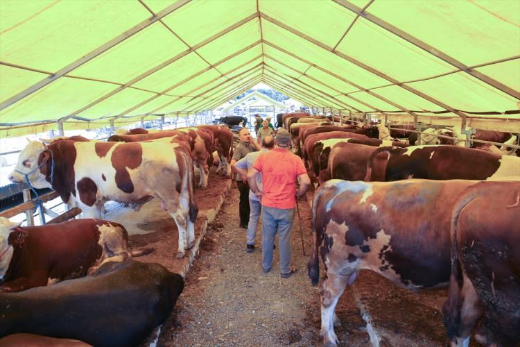 <p><strong>"SATIŞLARIMIZ ERKEN BİTECEK GİBİ"</strong></p>
<p>Gümüşhane'den pazara kurbanlık getiren Yavuz Taşkın ise şunları söyledi:</p>
<p>"Her yıl buraya kurbanlık getiriyoruz. Bu yıl 23 hayvan getirdik. Satışlarımız erken bitecek gibi, elimizde sadece dört hayvan kaldı. Fiyatlar iyi. Satıcıyı memnun edecek seviyede. Bu sene vatandaşlarımız bayrama doğru alma gibi bir tercihte bulunmadı. Hayvanların 15 günlük yemini yanımızda getirdik. Bakımlarını aksatmadan yapıyoruz. Geçen yıl canlı hayvanın kilogram fiyatı 30 liralardaydı, bu yıl 70-75 lira arasında olacak."</p>