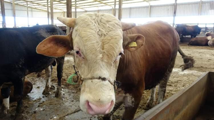 <p>Bunun yerine tahmini bir kilo aralığı belirleyerek, bu kilo aralığında bir hayvanı kişi adına vekaleten kesebilirler. Bu durumda çıkan et ne ise hisse sahibine teslim edilmesi gerekir.</p>

<p> </p>
