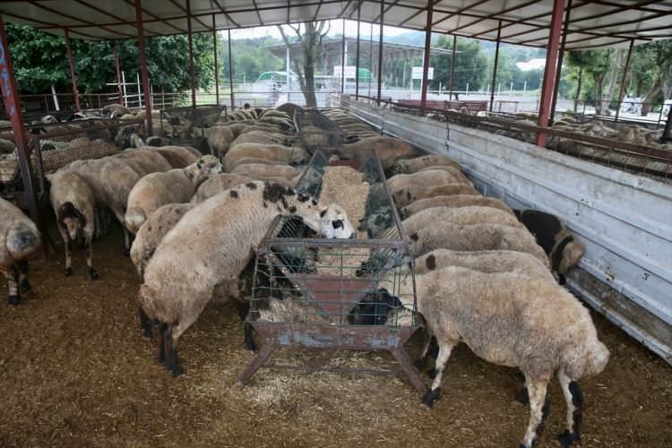 <p><strong>DOĞRU BİLİNEN YANLIŞLAR</strong></p>

<p>Kurban ibadetiyle ilgili doğru bilinen bazı yanlışlara ise şu ifadelerle değinildi:</p>

<p>“Kurban ibadetinin yerine getirilmesi için, gerekli şartları taşıyan bir hayvanın usulüne uygun olarak kesilmesi şarttır. Kesim gerçekleşmeksizin yalnızca bağışta bulunmak veya sadaka vermek kurban ibadeti yerine geçmez."</p>
