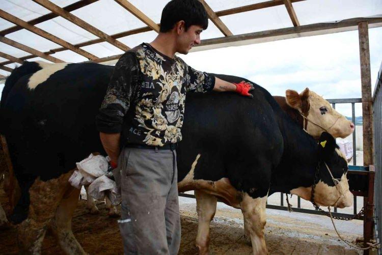 <p><strong>KURBAN ETİNİN 7 FAKİRE DAĞITILMASI ANLAYIŞI DA DOĞRU DEĞİL</strong></p>

<p>Kurban etlerinin mutlaka yedi fakire dağıtılması gerektiği şeklindeki anlayış doğru değildir.</p>
