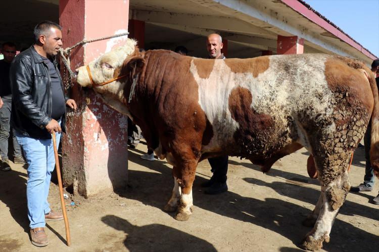 <p><strong>BAYRAMIN DÖRDÜNCÜ GÜNÜ KURBAN KESİLİR Mİ?</strong></p>

<p>Şafii mezhebine göre ise bayramın dördüncü günü güneş batıncaya kadar da kurban kesilebilir. Kesim gerçekleştirilirken hem kurbanlık hayvanın hem de kesimi gerçekleştirenlerin zarar görmemesi için gerekli tedbirlerin alınması ve çevre temizliği gibi hususlara azami derecede dikkat edilmesi gerekir.</p>

<p> </p>
