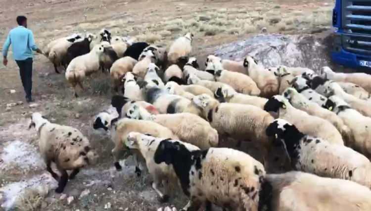 <p>Kurban Bayramı'na sayılı günler kala özellikle Doğu ve Güneydoğu Anadolu bölgelerindeki besicilerin aylarca besledikleri kurbanlıkların, gerek bulundukları illerde, gerekse Türkiye’nin farklı illerinde satılmaları için hazırlıklar sürüyor.</p>