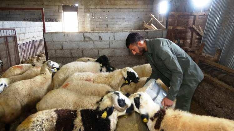 <p><strong>DİYARBAKIR'DAN KURBANLIKLAR YOLA ÇIKTI</strong></p>
<p>Diyarbakırlı besici, özenle beslediği küçükbaş kurbanlıkları Kurban Bayramı'na sayılı günler kala Hatay’da satılmak üzere yola çıkarttı.</p>