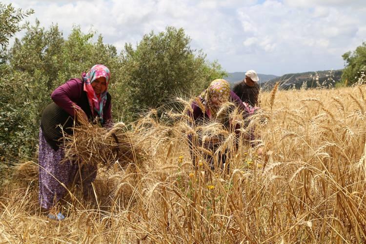 <p>TMO alım fiyatı, arpada (2. grup) ise ton başına 5 bin 700 lira iken, hububat alım primi ton başına 500 lira oldu.</p>
<p> </p>