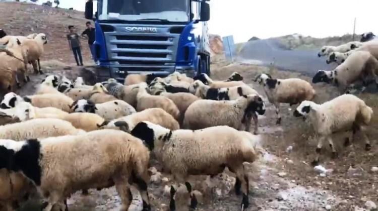 <p><strong>EN DÜŞÜK FİYAT 3 BİN 700 LİRA</strong></p>
<p>Diyarbakır’ın Kocaköy ilçesinde besici Fırat Kılıç, 1 yıl önce aldığı küçükbaş hayvanların Kurban Bayramı'nda satışını yapmak üzere hazırlıklarını tamamladı. Gece gündüz adeta bir bebeğe bakılır gibi özenle hazırlıkları tamamlanan bir tır küçükbaş kurbanlık, en düşüğü 3 bin 700, en yükseği ise 6 bin liradan satılmak üzere Hatay’ın Dörtyol ilçesine doğru yola çıktı.</p>