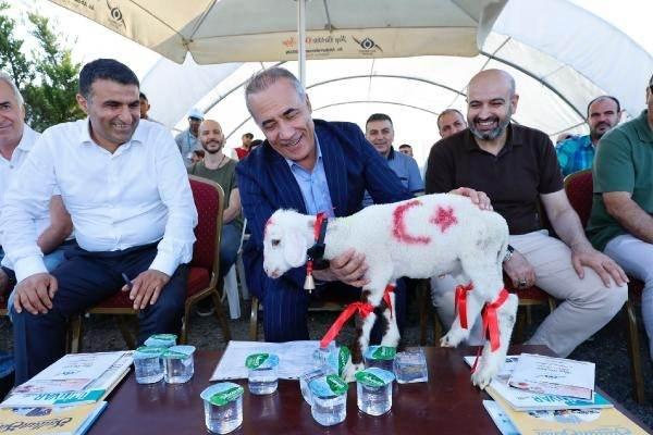 <p>Bir kurban satıcısı Sultangazi Belediyesi'ne hediye ettiği 1 aylık kuzuyu Av. Abdurrahman Dursun'a verdi.Dursun ise, "Kuzumuzu da mansiyon ödülüne layık gördük. Bize hediye edildi. Hep biz hediye ediyorduk. Sultangazi'de bulunan at çiftliğimizde hayvanlarımızın bulunduğu bir alan var. Kuzuyu orada besleyeceğiz zamanı gelince keseceğiz. Yine bir kurban zamanında Sultangazililere hediye edeceğiz" diye konuştu.</p>