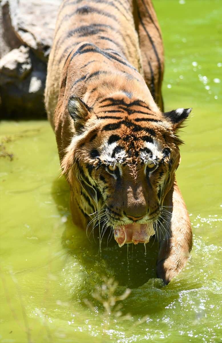 <p>Kaplan, aslan, leopar, puma ve jaguar gibi yırtıcı hayvanların, buzlu et kokteyli ile serinlemeleri sağlanıyor. Ayı ve fil gibi hayvanlar için ise karpuz, elma, portakal, kivi, çilek, muz ve üzümden oluşan buzlu meyve kokteyli hazırlanıyor.</p>
<p> </p>
