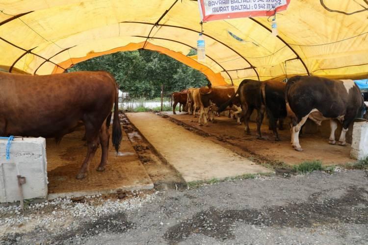 <p>Din İşleri Yüksek Kurulundan AA muhabirine yapılan açıklamada, maddi imkanı olanların ilahi rızayı kazanmak gayesiyle kurban olarak koyun, keçi, sığır, manda ve deve kesebileceği belirtildi.</p>