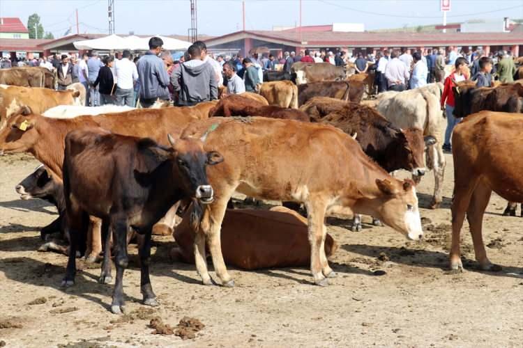 <p>Büyükbaş bir kurbanlığın hissedar sayısının mutlaka 3, 5, 7 gibi tekli sayılarda olması gerektiği anlayışının doğru olmadığı, bir büyükbaş hayvana 7 kişinin ortak olabildiği gibi 6 kişinin de ortak olabileceği kaydedildi.</p>
