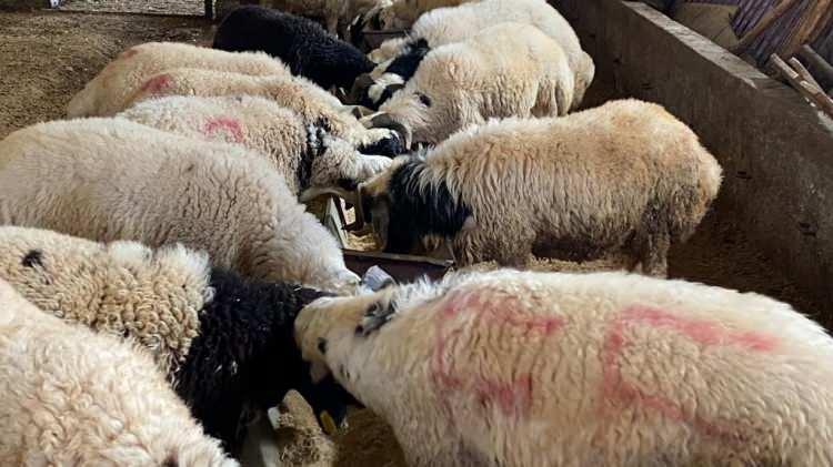 <p><strong>"ANCAK FAİZLİ İŞLEME DÜŞMEMEK GEREKİR"</strong></p>
<p>Ortakların her birinin niyetinin Allah rızası için kurban kesmek olmasının kurbanın geçerli olması için yeterli olduğu vurgulanan açıklamada, şu bilgiler paylaşıldı:</p>
<p><strong>"Kurban kesmekle mükellef olan şahıs, kurbanlık hayvanı nakit olarak alabileceği gibi kredi kartıyla tek çekim veya vadeli olarak da alabilir. Kurban bedelinin kredi kartıyla ödenmesi kurbanın sıhhatine engel teşkil etmez. Ancak kredi kartı borcunu, ödeme tarihinde ödemek ve gecikmeden kaynaklanan faizli işleme düşmemek gerekir. Kredi kartıyla vadeli olarak kurban alırken, vadeyi bankanın uygulaması halinde ilave bir ücret ödenirse kesilen kurban geçerli olmakla birlikte faizli işlem sebebiyle ayrı bir günah söz konusu olacağı için bundan sakınmak gerekir."</strong></p>
