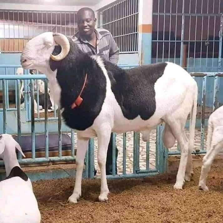 <p>Soyağacı dahi kayıt altına alınan ladoum, Senegal'de o kadar popüler ki bazılarının kendine ait Facebook sayfası bile var.</p>
<p> </p>