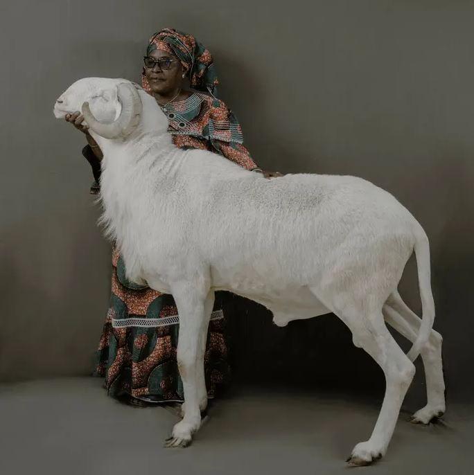 <p>"Senegal'de hayvancılık geleneklerimizin bir parçası. Yüzde 95'i Müslüman bir ülke ve Kurban Bayramı'nda herkes koyun kesiyor. Hatta kişi başına birer koyun kesen aileler var. Düşünün 10 kişilik aile 10 koyun kurban ediyor. Dünyada Kurban Bayramı'nda bu kadar çok koyun kesen bir ülke olduğunu sanmıyorum. Bu aynı zamanda hayvancılığın da gelişmesine neden oluyor. Koyun bizim için çok önemli bir hayvan. Dolayısıyla en güzelini ve güçlüsünü yetiştirmek istiyoruz. Ladoum, Batı Afrika'nın en iyi, dünyanın da en iyi koyun türlerinden birisi. Ladoum tutkusunun altında aslında koyunla olan ilişkimiz var."</p>
