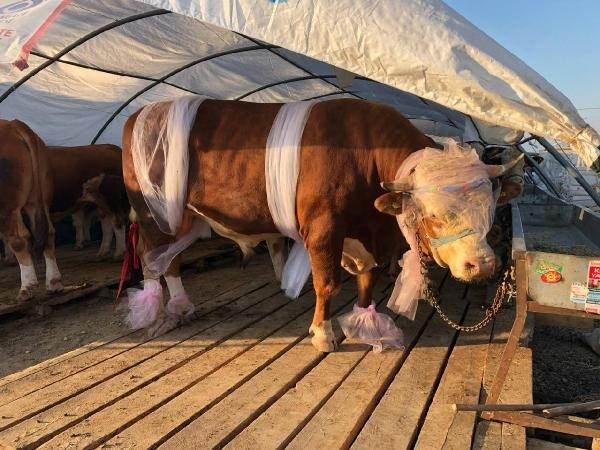 <p>Bugün 1 ton 30 kilo ile Tokat'tan gelen ‘Babayiğit' birinciliği aldı. Tam altınla da onu ikinci ve üçüncü olan hayvanlarımızı da yarım ve çeyrek altınla ödüllendirdik. Ödüller küçük bir hediye asıl biz hayvanlarımıza güzel bakanları, onları güzel besleyenleri ve esasında huyları da güzel olanları seçiyoruz. Bu vesileyle de herkesin Kurban Bayramı'nı tebrik ediyorum” dedi.</p>