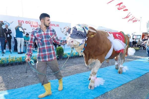 <p>Sultangazi Belediyesi, kurban pazarında En Güzel Kurbanlık Yarışması düzenledi. Yarışmaya Türkiye'nin dört bir yanından gelen kurbanlıklar katıldı. Sahipleri tarafından süslenen kurbanlıklar podyuma çıktı. </p>