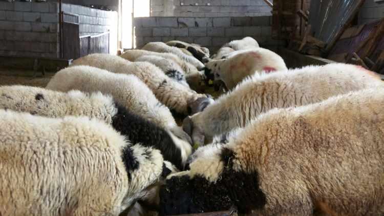 <p>Kurban hazırlıklarının yaklaşık 1 sene önce aldıkları bu kurbanlıklarla başladığını belirten Kılıç, aldıkları kurbanlıkları bayrama yetiştirmek ve belirli bir kiloya gelmelerini sağlamak için bir senedir hizmet ettiklerini söyledi. Yem, mercimek samanı, tokluk denilen buğday ve arpa karışımıyla kurbanlıkları hazırladığını aktaran besici Kılıç, “Yaklaşık iki hafta önce büyükbaş kurbanlıklarımızı ortağımız Faik Avcı'yla birlikte Antalya’ya gönderdik. Sabah saatlerinde bir tır da Hatay Dörtyol’a gönderdik. Bunları da satmışız, sattıklarımızı işaretlemişiz. En dip fiyatlarımız 3 bin 700’den başlıyor; 6 bine kadar küçükbaşın fiyatını belirlemişiz. En düşük düve şu anda 18 bin liradan başlıyor ve kilosuna göre de değişiyor. Tosunlarda ise 50-70 bin arasında değişiyor” dedi.</p>
