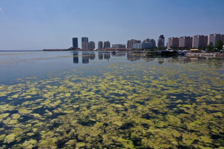 <p>İzmir Körfezi'nde belli dönemlerde gözlemlenen yosun (Ulva lactuca) özellikle Bostanlı Balıkçı Barınağı yakınında deniz yüzeyinde yeşil bir örtü oluşturdu.</p>
