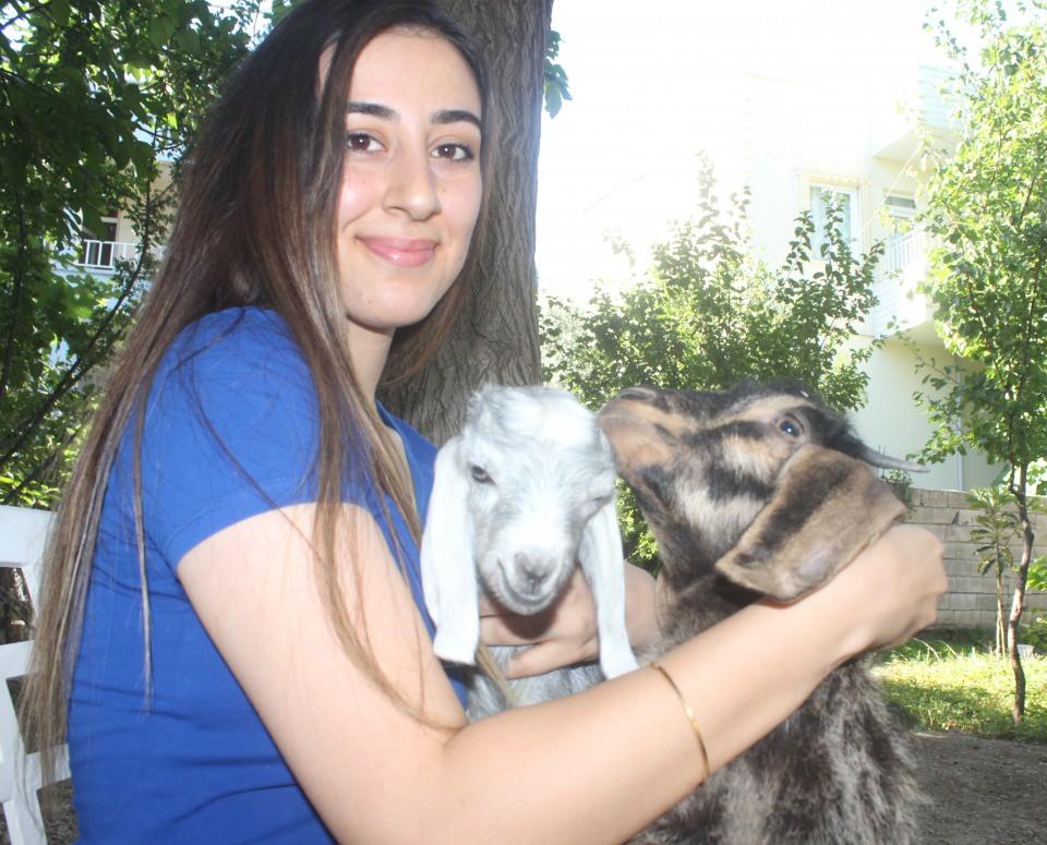 <p>Veteriner Hekim Zeki Selçuk, “Zaten gebe olan bir keçinin gebelik sürecinde ikinci defa çiftleşmesi sonucu süperfetasyon dediğimiz bir vakayla karşı karşıyayız. Bu durum köpeklerde ve domuzlarda çok yaygın olmasına rağmen keçilerde milyonda bir görülür. Emine’nin keçisiyle bir başka ilginç olay daha yaşamış olduk. Çünkü bu gebelik aynı eş zamanlı sonlanabilir. Genelde prematüre doğum şeklinde sonlanır ancak 2 ay önce doğum yapan Emine’nin keçisi 2 ay sonra ikinci doğumunu yapıyor” dedi.</p>

<p> </p>
