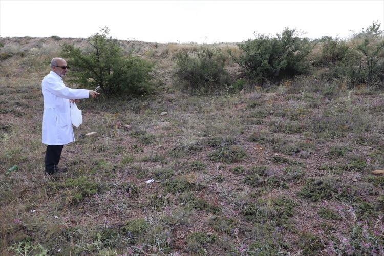 <p>Dünyadaki çeşitli flora alanlarının kesiştiği noktada yer alan Türkiye'nin, bitki türü sıralamasında listenin başlarında bulunduğunu dile getiren Akgül, "Ülkemizde, bugünkü kayıtlara göre endemik bitki sayısı 4 bini aşmış durumda. Bu da dünya çapında ilk dört sırada yer aldığımızı gösteriyor. Nevşehir bölgesi de zengin bitki çeşitliliğine sahip. Nevşehir'de 230 farklı tür var, bunun yaklaşık 80'i endemiktir." dedi.</p>
