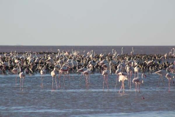<p>Kuluçkadan çıkan binlerce flamingo yavrusu Tuz Gölü’nde beslenerek bölgede renkli görüntüler oluşturuyor. Gün batımıyla görsel güzellik sunan Tuz Gölü, ayak hastalıklarına iyi geldiğinin söylenmesiyle her yıl binlerce yerli ve yabancı ziyaretçiye de ev sahipliği yapıyor.</p>