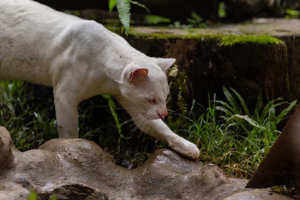 <p>Yaşadığı kısmi körlük ve cilt rengi, uyum sağlamasına izin vermediği için doğal ortamına dönemeyecek olan kedi, normal şartlarda anneden öğrendiği avlanma davranışını da yaşadığı bu ortamda geliştirerek önemli bir adaptasyon gösteriyor.</p>
