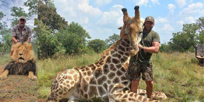 <p>Afrika'da sayısız hayvanı zevk için öldürüp bunları sosyal medyada paylaşarak kötü bir şöhrete ulaşan Riaan Naude'in hırsızlar tarafından tuzak kurularak öldürüldüğü açıklandı.</p>
