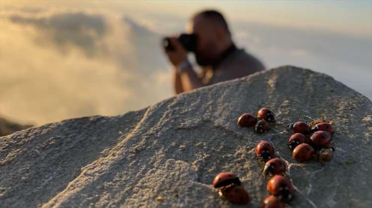 <p> Kahramanmaraş'ta uğur böceklerinin göç ettiği Çimen Dağı'nın 2 bin 260 rakımlı Uludaz Tepesi, doğaseverlerin ve fotoğrafçıların gözde rotası oldu.</p>