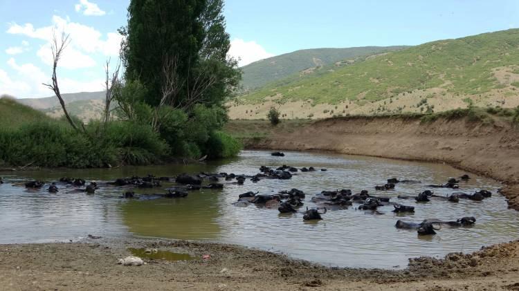 <p>Hayvanlarımız üzerlerindeki tüm pislikleri attıkları için kolay kolay hastalanmıyorlar. Bölgedeki civar köylerin yüzde 85’i manda besliyor” dedi.</p>