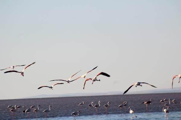 <p>Yetkilerin çalışması sonucu su kaynaklarının açılması ve yağışların bu yıl bol olması nedeni ile hem flamingo yavru ve anaçlarda popülasyon arttı. Yavru flamingolar bu bölgede rahat bir şekilde büyüyüp, tekrar göç yoluna devam edecekler" dedi.</p>