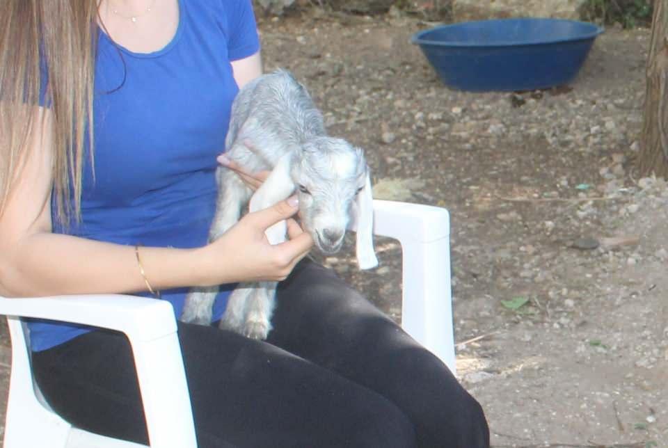 <p>Daha sonra konuşan keçi sahibi Emine Sarıkaya ise “Biz bunu normalde beslemek için aldık, kurbanlığa yetiştirmek için. 1,5 aylık bir yavrusu vardı. Sonradan doğum yaptığını görünce çok şaşırdık. Milyonda bir görülen bir durummuş. Normalde yavrusu olan bir keçi yavrulamıyor, o şekilde şaşırdık. Doğum yapmasaydı kesecektik kurbanda, kurtulmuş oldu yani yavrumuz. Aldığımızda 1,5 aylık yavrusu vardı. O yüzden hamile olma ihtimalini düşünmedik, erkek keçimiz de yok. Geldiği yerden yavru getirdi. 2 ay aralıklarla 2 yavrusu oldu. Durumu çok iyi biraz erken doğdu, şu an sağlık durumu çok iyi. Veteriner hekimimiz çok sağlıklı olduğunu söyledi. Dişlerinin çıktığını ve herhangi bir sorunun olmadığını söyledi. Annenin sağlık durumu da çok iyi, şu anda besliyoruz. Evet normalde milyonda bir görülen vaka” diye konuştu.</p>

<p> </p>
