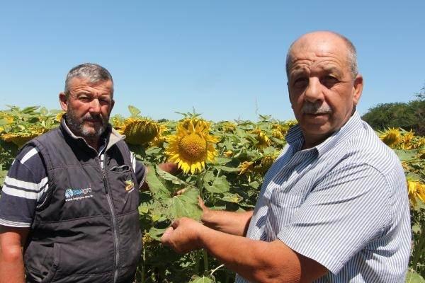 <p><strong>'VERDİĞİ ZARAR KORKUNÇ'</strong></p>
<p>Ahmet Birincibubar da çayır tırtıllarının geçen yıl mısır tarlasında görüldüğünü belirterek, şu ifadeleri kullandı: "Bu kurtlar geçen sene mısırlarda vardı. Biz ilaç yaptık. Fakat burada ilaç hiç etki göstermedi. Her türlü imkanları sağladım. Fakat yemeğe devam etti. Bunların aşağı yukarı 1 hafta 10 gün ömrü var. Ondan sonra kendilerinden yok oldu. Ama verdiği zarar korkunç. Mısırda mal yapmadı, boş kaldı, kilo tutmadı. Mısır cılız oldu. Bu sene gündöndülerde bu olayı yaşıyoruz. Fakat gördüğümüz kurtla şimdiki kurt arasında çok fark var. Mesela, o kurt daha büyük, geniş. Bunlar daha ince. Fakat bunların cinsi bir başka. Ben yıllardır çiftçilik yaptığım için öyle bir kurdun gündemde olmasını mucize olarak görüyorum. Biz gündöndüde bu ortamı ilk defa yaşadık. Kurdun yemesini ilk defa duyuyoruz. Çiftçide şaşkınlık yarattı."</p>