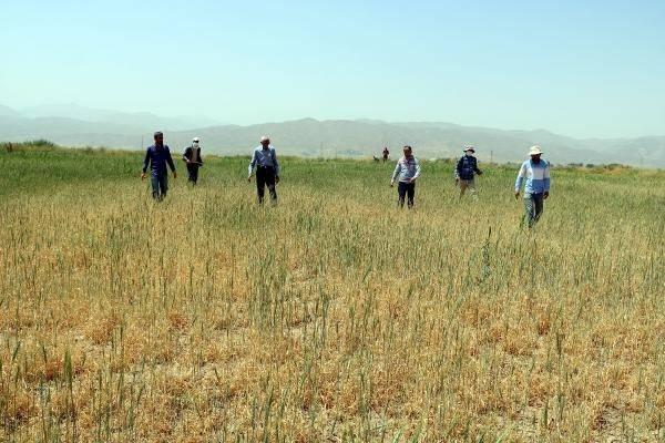 <p> İklim ve hava koşullarının seyrine göre durumun değişkenlik gösterdiğini belirten Yiğit, "Ancak, mart, nisan ayında çekirgeler larva dönemindeyken yapılan ilaçlı mücadele sonuç vermektedir. </p>