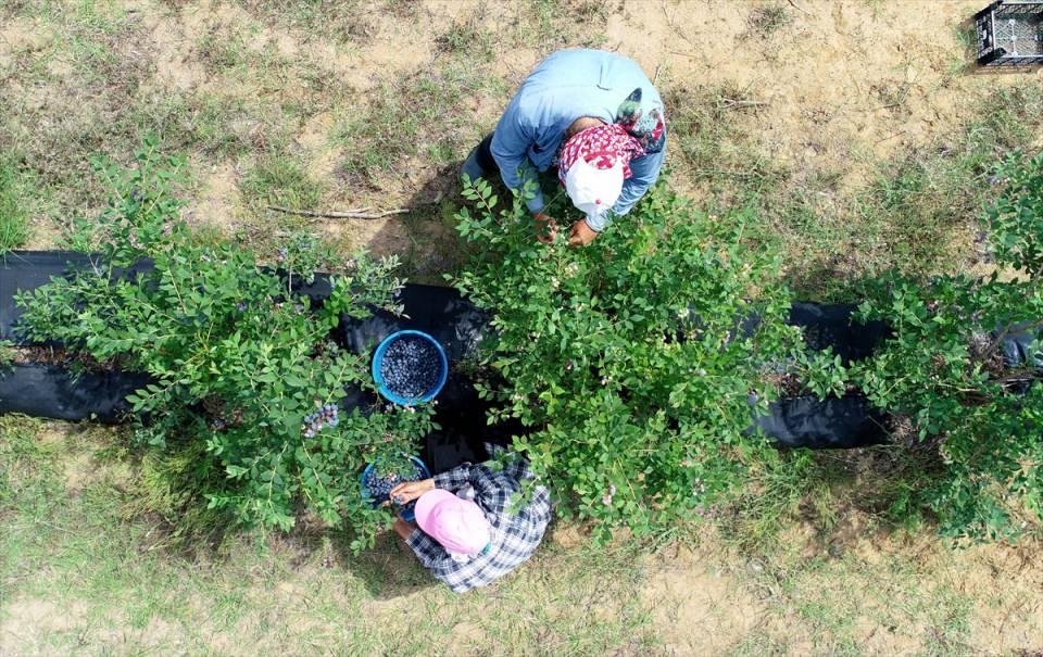 <p>Hasat yapan kadınlardan Hatice Özay da sabah erken saatte başladıkları mesailerini gün boyu sürdürdüklerini anlattı.</p>
<p> </p>