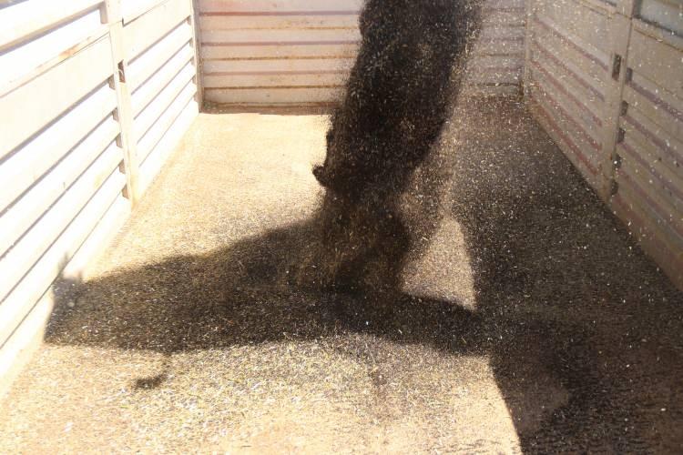 <p>Verimler bu yıl umduğumuz gibi. Normal şartlarda biz 350-400 kilogram alsak ‘iyi’ diye düşünüyorduk. Demek ki iyi bakmışız. Aynı buğdaya yaptığımız gibi gübreleme yaptık. Burada yaklaşık 500 kilo civarında verim var. Ekecek olan üreticilere de tavsiye ediyorum. Bize şu an tam paranın lazım olduğu an. Tam bir münavebe bitkisi. 80 kuruş da desteği var” diye konuştu.</p>