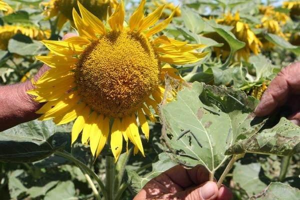 <p>Şu an yüzde 50-60 gibi gözüküyor ama yarın bu yüzde 70-80'lere çıkar. Önlem alınamaz bir durum olabilir. Bunun bir an önce önlem alınmasına fayda var. Şimdilik kenardan kendi imkanlarımızla biraz ilaç atıyoruz. Bölgemizde askeri bölge olduğu için dron uçurma imkanımız da yok. Sınırda olduğumuz, birinci yasak bölge olduğumuz için dron uçuramıyoruz. Kendi imkanlarımızla 10 metre girebiliriz ya da ürünümüzü bir yerden bozacağız" dedi.</p>

