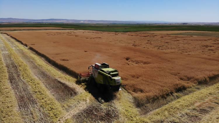 <p>Türkiye’de ekim alanı hızla artan, pek çok farklı sektörde kullanılan kanola bitkisinin Eskişehir’deki ilk hasadı çiftçinin yüzünü güldürdü.</p>
