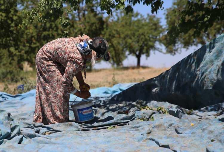 <p>T&uuml;rkiye'nin en &ouml;nemli kayısı &uuml;retim merkezi Malatya'da mevsimlik tarım iş&ccedil;ilerinin zorlu mesaisi başladı.</p>
