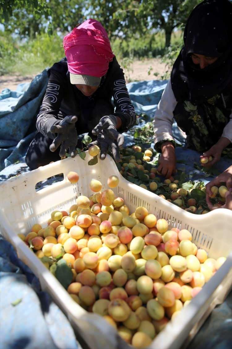<p>T&uuml;rkiye'deki 17 milyon kayısı ağacının yaklaşık 9 milyonunun bulunduğu, "Hasanbey", "Kabaaşı", "Hacıhaliloğlu" ve "Alyanak" gibi 32 &ccedil;eşit irilik ve lezzette kayısının yetiştiği kentte hasat devam ediyor.</p>
