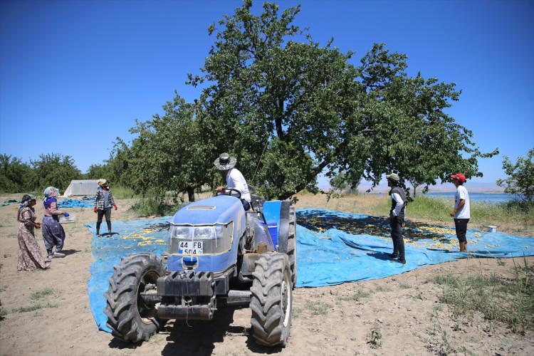 <p>Iğdır &Uuml;niversitesi Sağlık Hizmetleri Meslek Y&uuml;ksekokulu Evde Hasta Bakımı B&ouml;l&uuml;m&uuml; mezunu olduğunu belirten İzci, k&uuml;&ccedil;&uuml;k yaşlardan bu yana okulundan geri kalan zamanını tarım işlerinde &ccedil;alışarak ge&ccedil;irdiğini ifade etti.</p>
