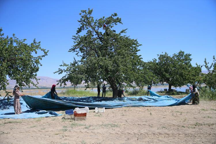 <p>- "Kayısının iş&ccedil;iliği &ccedil;ok zor"</p>

<p>&Ccedil;alışmak i&ccedil;in Malatya'nın Yazıhan il&ccedil;esine bağlı Sinan Mahallesi'ndeki bir kayısı bah&ccedil;esine gelen mevsimlik tarım iş&ccedil;ileri de sabahın ilk ışıklarıyla işe koyuluyor. İş&ccedil;iler, g&uuml;n i&ccedil;inde 35 dereceyi aşan hava sıcaklığına aldırmadan makine yardımıyla silkelenen ağa&ccedil;lardan d&ouml;k&uuml;len kayısıları toplayıp kasalara koyuyor ve işlenmeye hazır hale getiriyor.</p>
