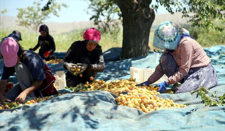 <p>Malatya'da yaklaşık 50 bin aile ge&ccedil;imini T&uuml;rkiye'nin Avrupa Birliği (AB) nezdinde tescilli coğrafi işaretlerinden olan ve y&ouml;rede "mişmiş" olarak adlandırılan Malatya kayısısından sağlıyor. Kayısı bah&ccedil;eleri mevsimlik tarım iş&ccedil;ileri i&ccedil;in de &ouml;nemli bir kazan&ccedil; kaynağı durumunda bulunuyor.</p>
