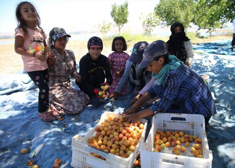 <p>İzci, KPSS'ye hazırlandığını belirterek, "Buradan fındık işlerinde &ccedil;alışmaya gideceğiz. Kayısının iş&ccedil;iliği &ccedil;ok zor. Sabah 05.00'te kalkıyoruz ve g&uuml;n boyu bah&ccedil;edeyiz. Ekmek parası i&ccedil;in &ccedil;alışıyoruz. Kardeşlerim okuyor. Siverek il&ccedil;esinden &ccedil;alışmaya uzak yerlere gidiyoruz. Siverek'e d&ouml;nd&uuml;ğ&uuml;m&uuml;zde de kazandığımız parayı değerlendiriyoruz." dedi.</p>

<p>&nbsp;</p>

<p>12'nci sınıf &ouml;ğrencisi Emira İzci de kayısı bah&ccedil;esinde &ccedil;alışmanın zor olduğunu, dershane masrafını &ccedil;ıkarmak i&ccedil;in &ccedil;alıştığını ifade etti.</p>
