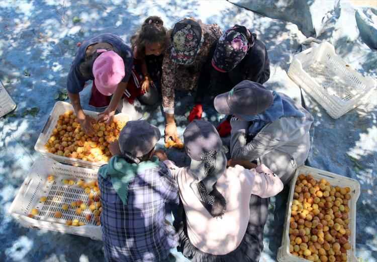 <p>Hasat d&ouml;neminde Şanlıurfa, Adıyaman ve Diyarbakır gibi illerden gelen &ccedil;ok sayıda mevsimlik iş&ccedil;i, yaklaşık 2 ay boyunca kayısı toplama ve kurutma işlerini yapıyor.</p>
