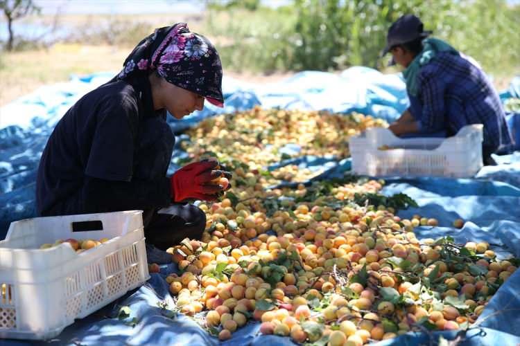 <p>- "En &ccedil;ok kasaları taşırken zorlanıyoruz"</p>

<p>Tarım iş&ccedil;isi Halil &Ccedil;ift&ccedil;i de kayısı bah&ccedil;esinde &ccedil;alışmak i&ccedil;in 5 kişilik ailesiyle Şanlıurfa'dan geldiğini s&ouml;yledi. &Ccedil;ift&ccedil;i, "İki yıldır &ccedil;alışmaya Malatya'ya geliyoruz. Burada kayısı silkeleme, patik gibi işler yapıyoruz. Kayısı bah&ccedil;esinde en &ccedil;ok kasaları taşırken zorlanıyoruz ama mecburen ekmek parası i&ccedil;in m&uuml;cadele ediyoruz." diye konuştu.</p>
