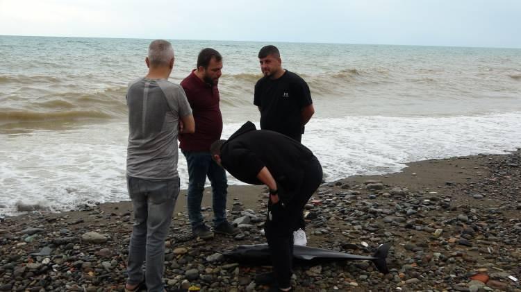 <p>Trabzon’da canlı bir şekilde kumsala vuran Yunus balığını gören vatandaşlar kurtarmak için seferber olmalarına rağmen dalgalar yüzünden başarılı olamadılar.</p>
