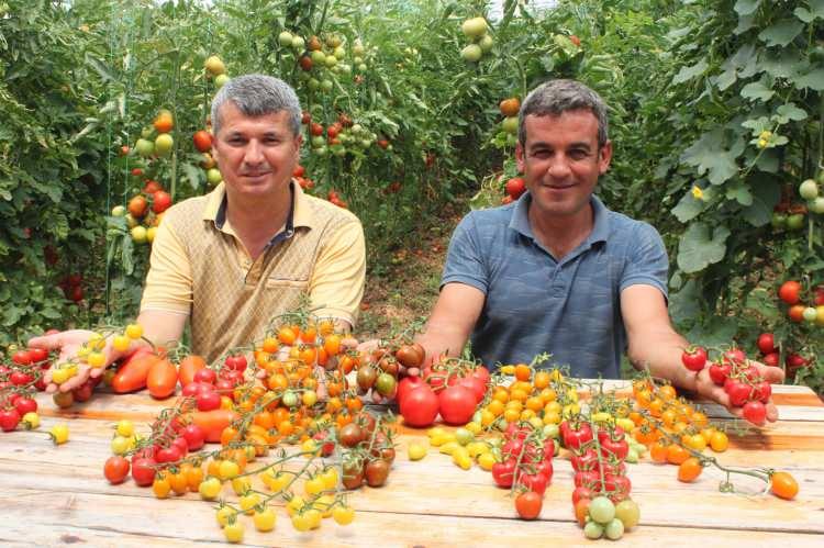 <p> Ürünleri hasat etmeye başlayan Gezer, turizm bölgelerinden gelen taleple iki kat kazanmaya başladı. Normal domates 8-10 TL’ye satılırken, çeşit çeşit domateslerin 20 ile 25 TL arasında alıcı bulduğu kaydedildi.</p>