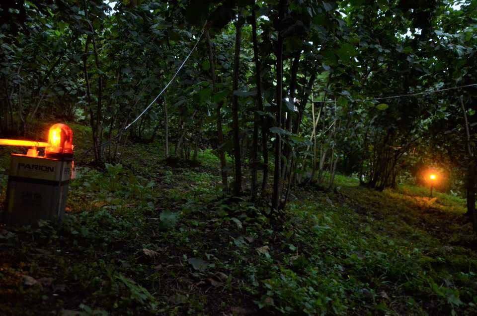 <p>Bahçe içerisindeki 50 adet led lamba, bir adet alarm sistemi ve çakar lambalar bulunan Pala, 5 yıldır domuzların bahçeye zarar vermediğini, Karadeniz zekasının işe yaradığını belirtiyor.</p>