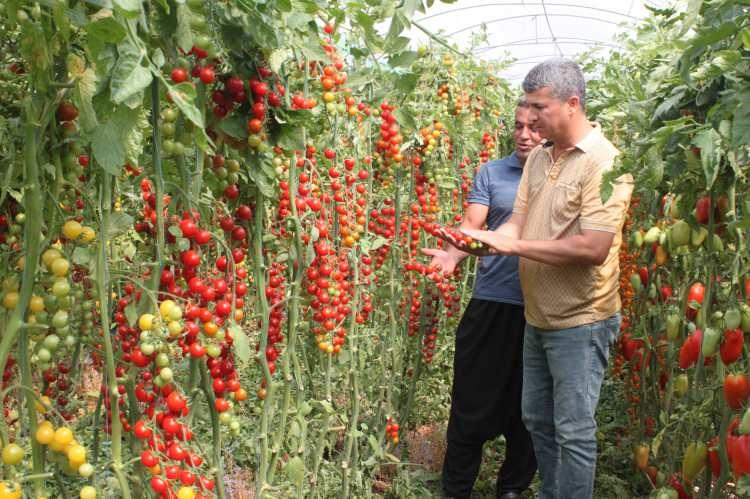 <p>Üretici İlker Gezer ise “Daha önce klasik domates ekiyordum. Şimdi bu çeşitlere yöneldik. Turizm sezonundan dolayı talebi fazla. Geliri klasik domatesi göre iki kat fazla, emeğimizin karşılığını alıyoruz. </p>
<p> </p>