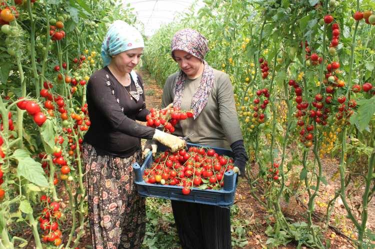 <p>İhracat konusunda taleplere yetişemiyoruz. Çünkü üretime yeni başladığımız için bundan sonra artık bu ürünlerin yetiştirme konusunda sayımız artacaktır. </p>